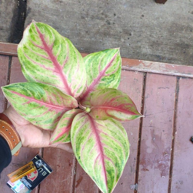 tanaman hias aglaonema red panama