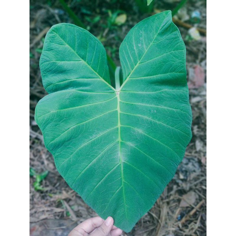 Keladi Alocasia Alba