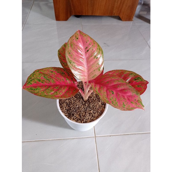 Aglonema Wulandari Nirwana Bibit