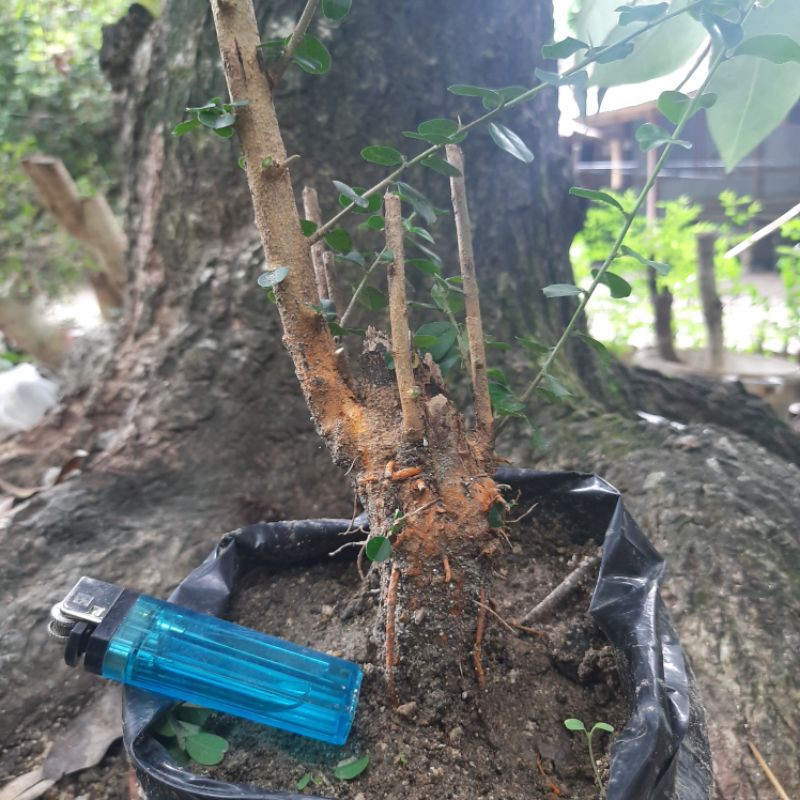 Bahan bonsai mame Sisir loss doll