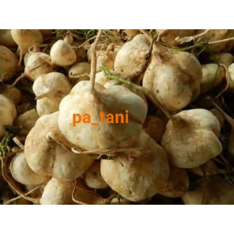 

BENGKOANG