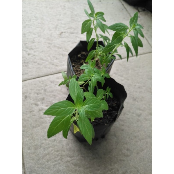 Bibit Daun PepperMint