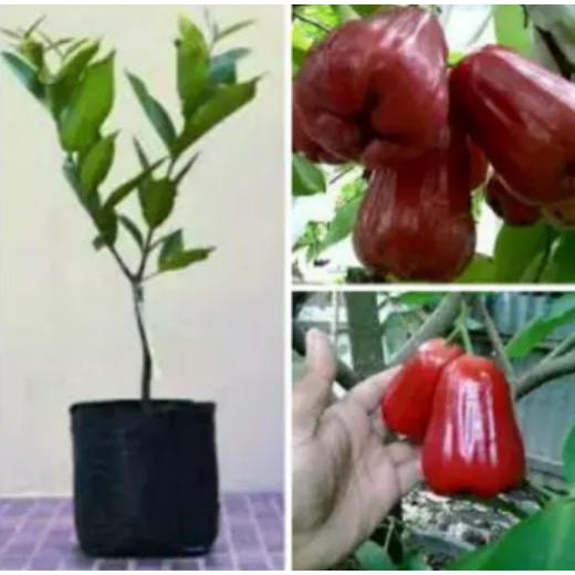 ANYAR♨ BIBIT JAMBU LILIN MERAH BAGUS