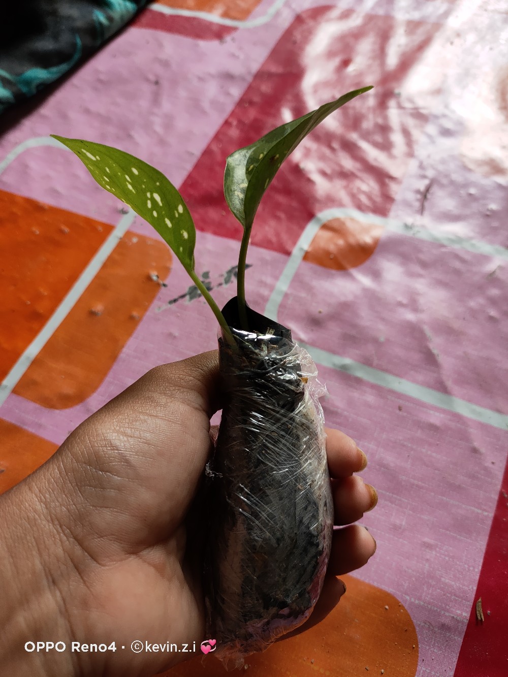 4 Paket Aglonema (bibit) Dud Anjamani , Red Heng Heng , Rotundum , Snowhite