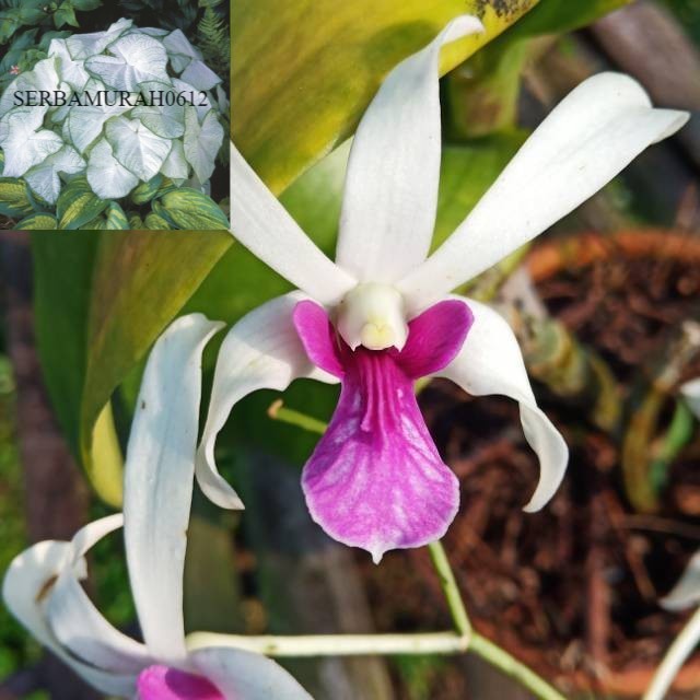 tanaman hias anggrek dendrobium mesangnil-anggrek mesangnil siap bunga