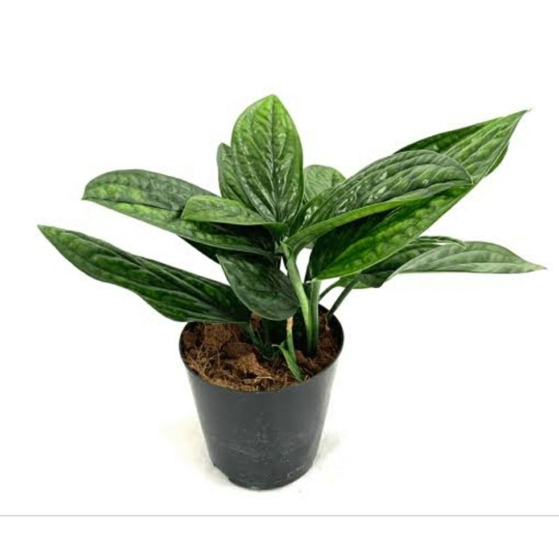 epipremnum pinnatum marble planet