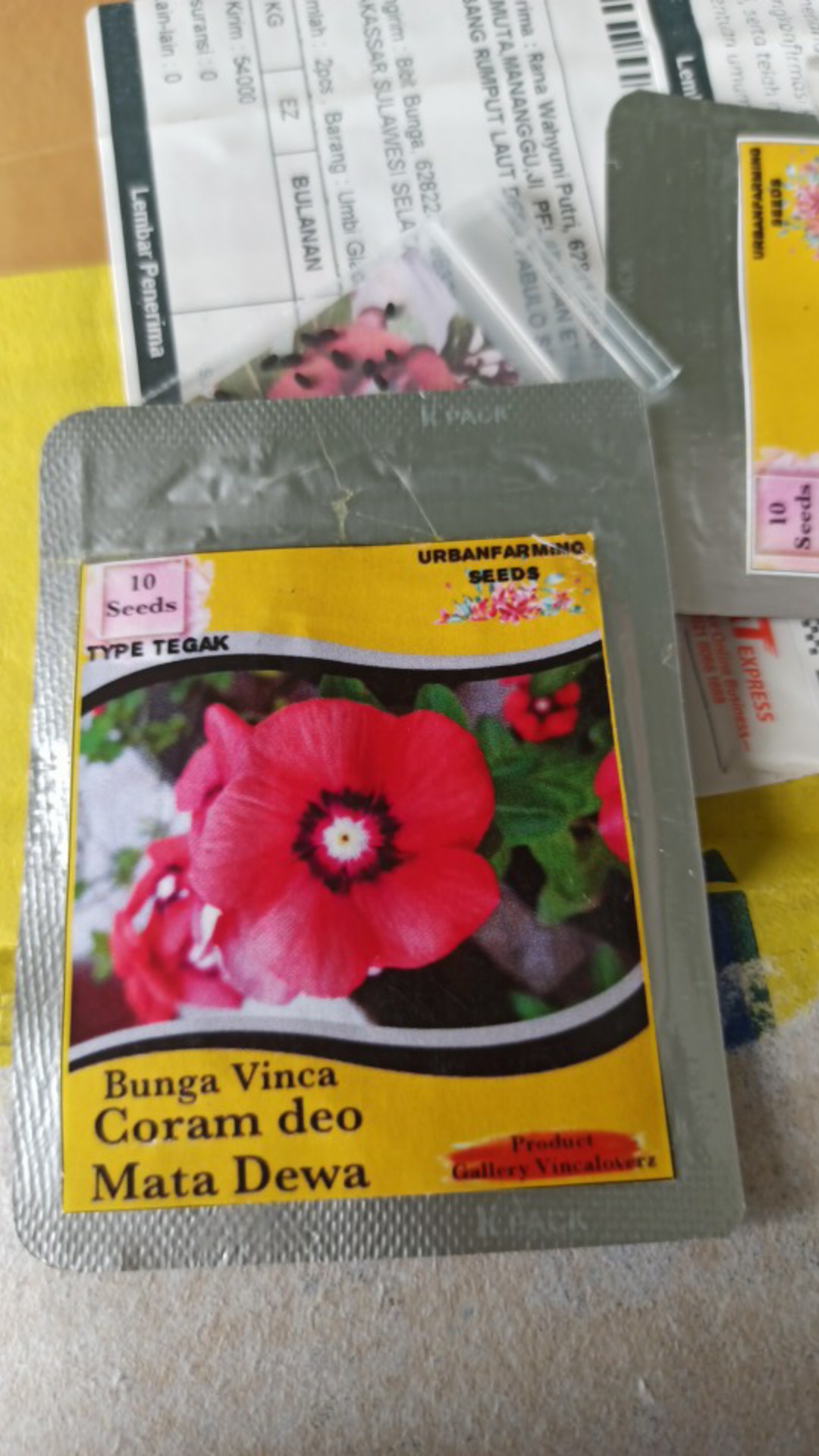 Benih Vinca Coram Deo Mata Dewa Tegak 10 Biji – Kemasan Foil