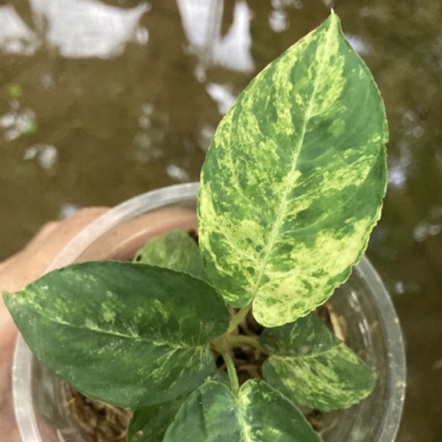 homalomena variegata langka