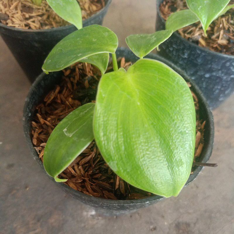 philodendron rugosum