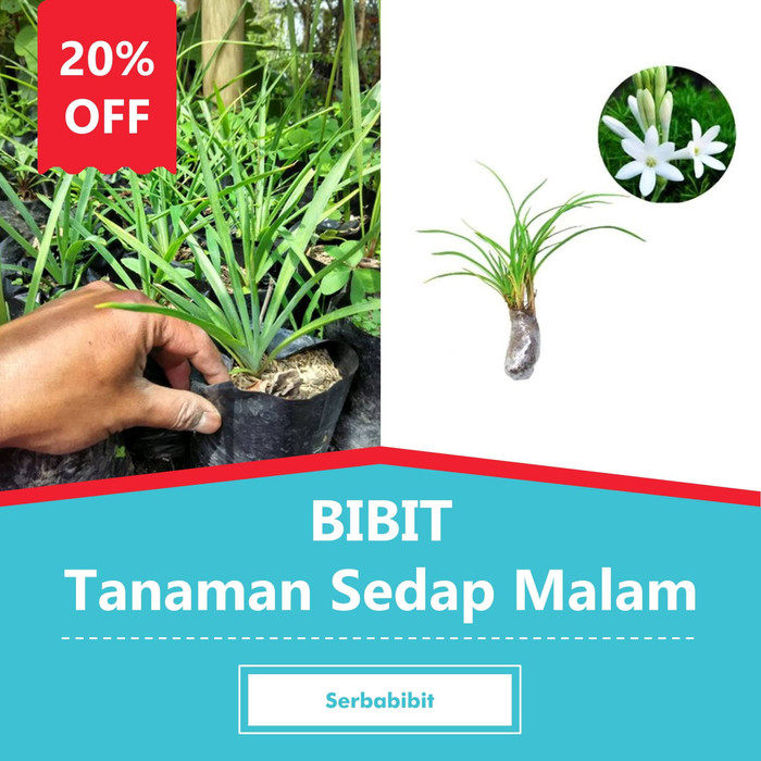 Bibit Bunga Sedap Malam