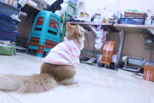 Baju rajut strip putih pink lucu untuk kucing dan anjing / baju kucing murah size S M L XL