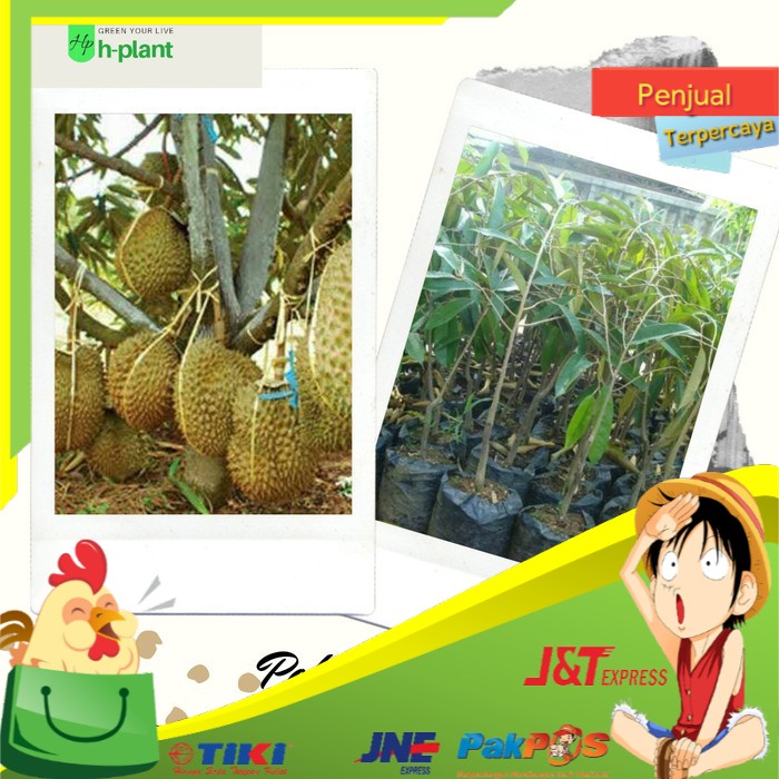 

Dijual bibit pohon durian monthong/durian montong Sangat Mudah Beruah