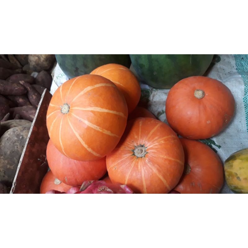 

Labu Kuning / Labu Jepang / Kabocha / Golden Mama per pcs