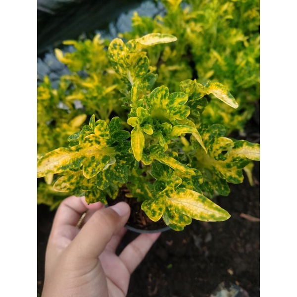 tanaman hias bunga miana