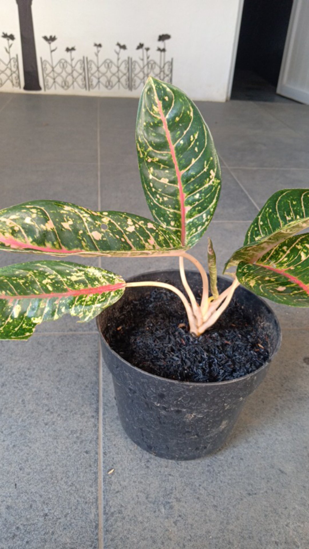  Tanaman  hias aglonema  donacarmen  Shopee Indonesia