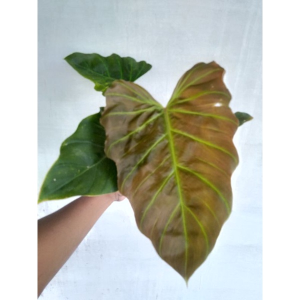 Philodendron Corsinianum Payung Teduh
