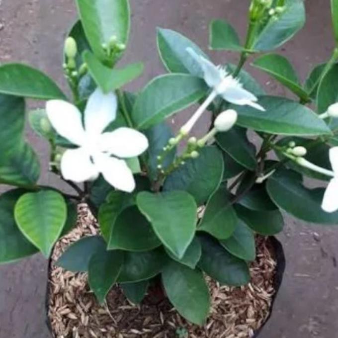 Kualitas Terbaik Tanaman Hias Bunga Melati Jasmin Melati Yasmin