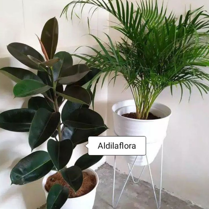 Paket 2 jenis tanaman hias karet kebo merah-palem kuning