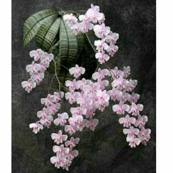 Anggrek Phalaenopsis Schilleriana spesies