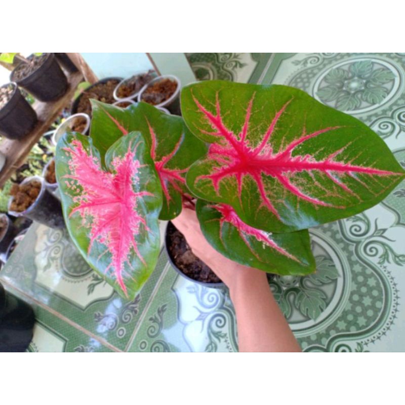 keladi joker, keladi jantung hati, keladi viral