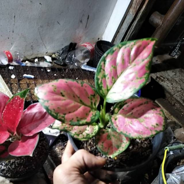 Aglonema Red katrina