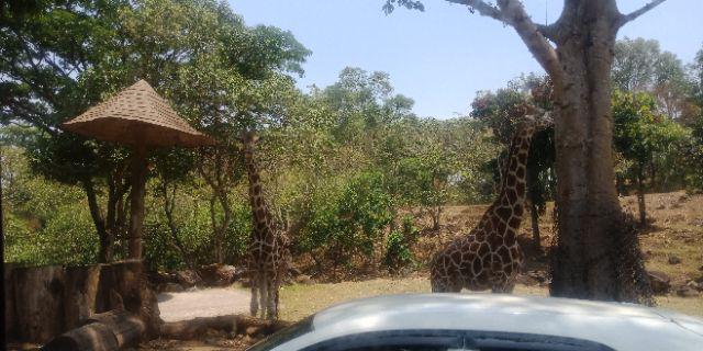 Botol Putri 100 Ml Natural Tutup Putih
