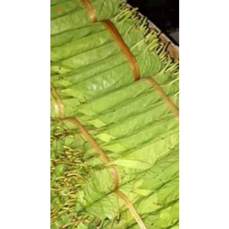 

Sirih Medan/ karo 1 lkat