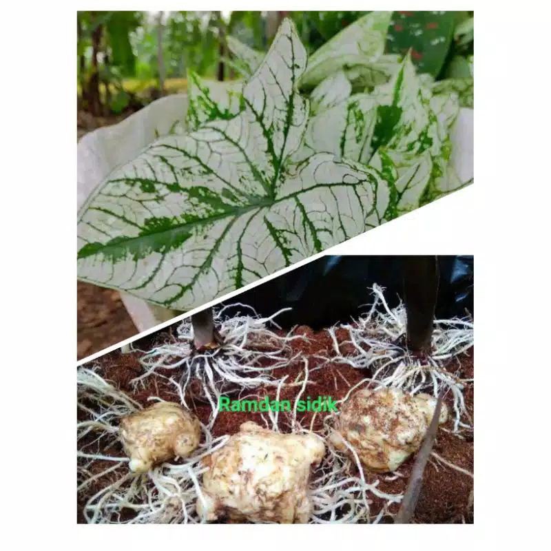 umbi keladi putih 1 kg