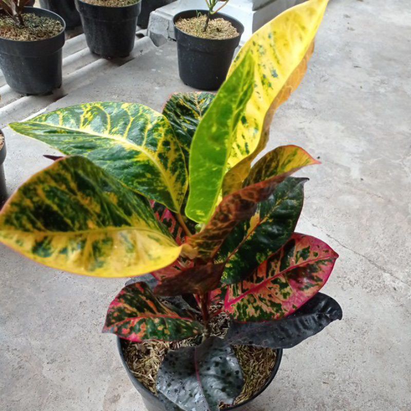 bibit tanaman hias bunga puring ayu ting-ting