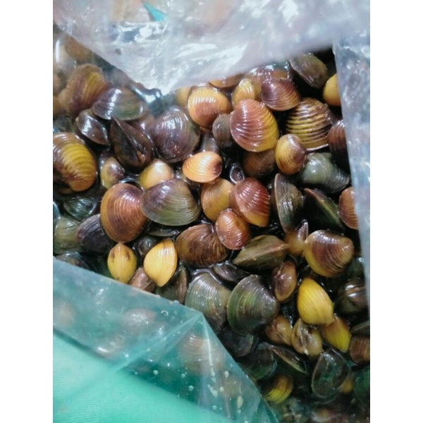 

kerang sungai1kg