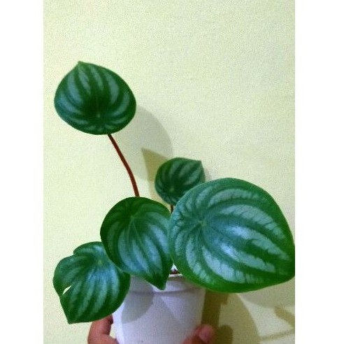 peperomia watermelon daun besar