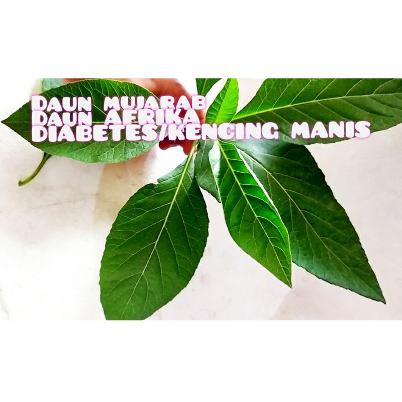 

[COD] DAUN AFRIKA HERBAL ALAMI HIPERTENSI, DIABETES, KANKER, STROKE