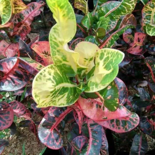 tanaman hias puring apel - tanaman puring