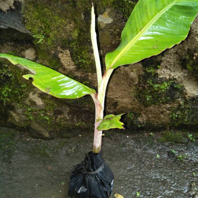 Bibit pohon pisang cavendish