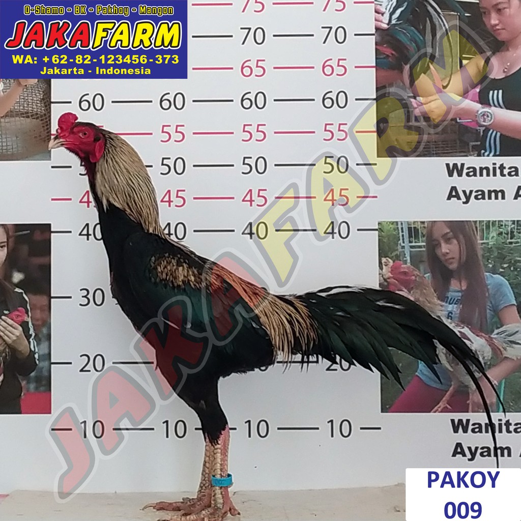 ternak ayam pakhoy import