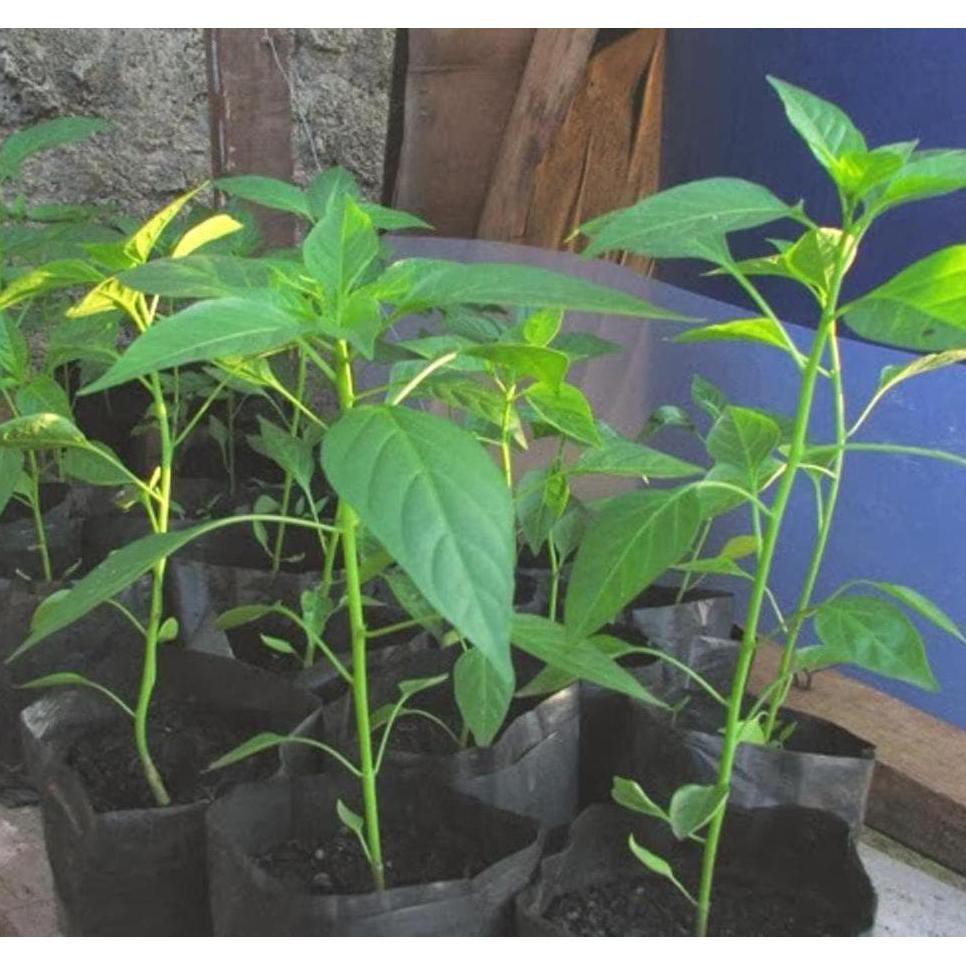 Bibit Cabai Rawit Siap Tanam  Bibit Cabe Rawit Unggul T3Rk1Ni