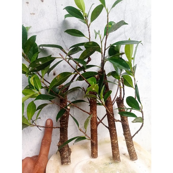 Bibit stek  kimeng bahan bonsai