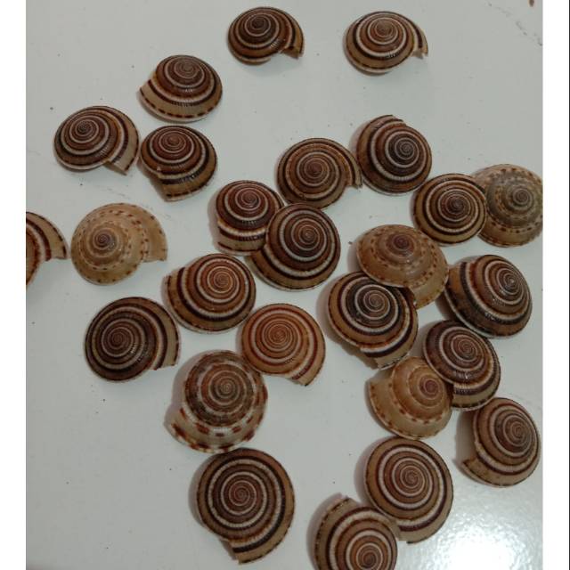 Kerang Hias | Kerang laut | Kerang aksesoris | Kerang pusar