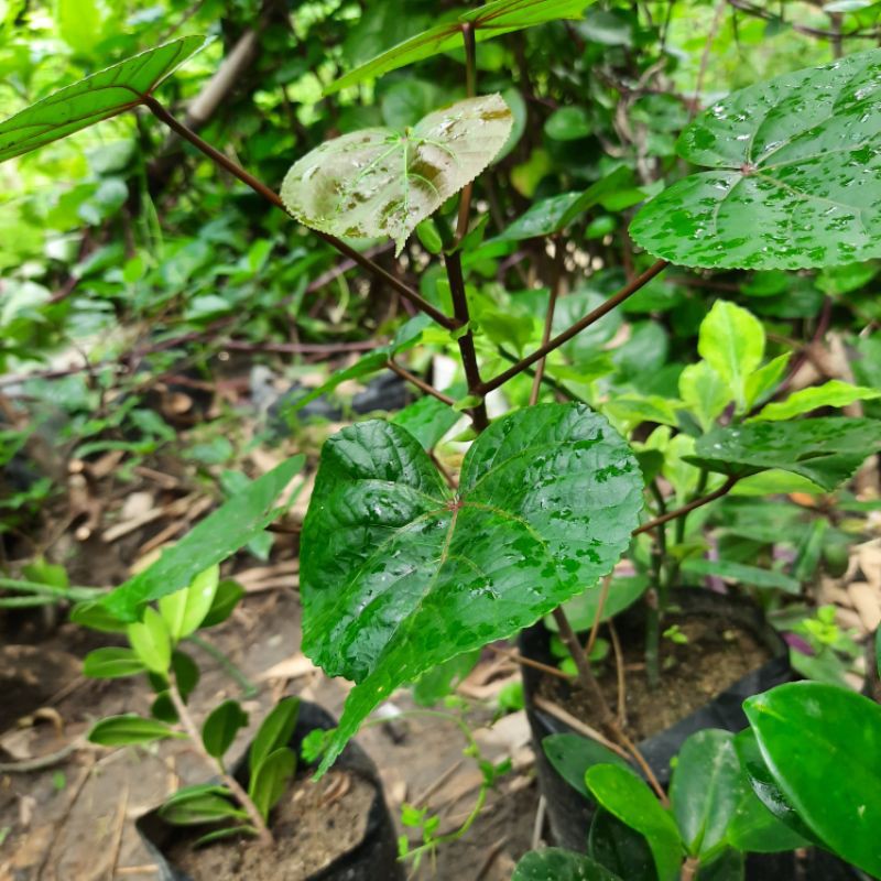 Bibit bahan bonsai Waru taiwan