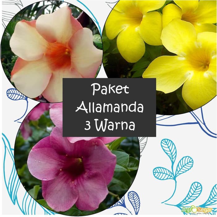 tanaman bunga alamanda - Tanaman Rambat - Rimbun Berbunga - warna lengkap