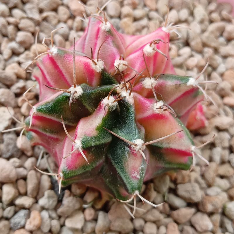 Kaktus Miha Emerald | Gymnocalycium Mihanovichii Emerald | Gymno | Miha | Variegata | Emerald | Var