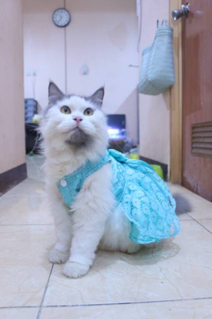 Dress satin renda warna toska untuk kucing dan anjing / baju kucing anjing murah size S-XL