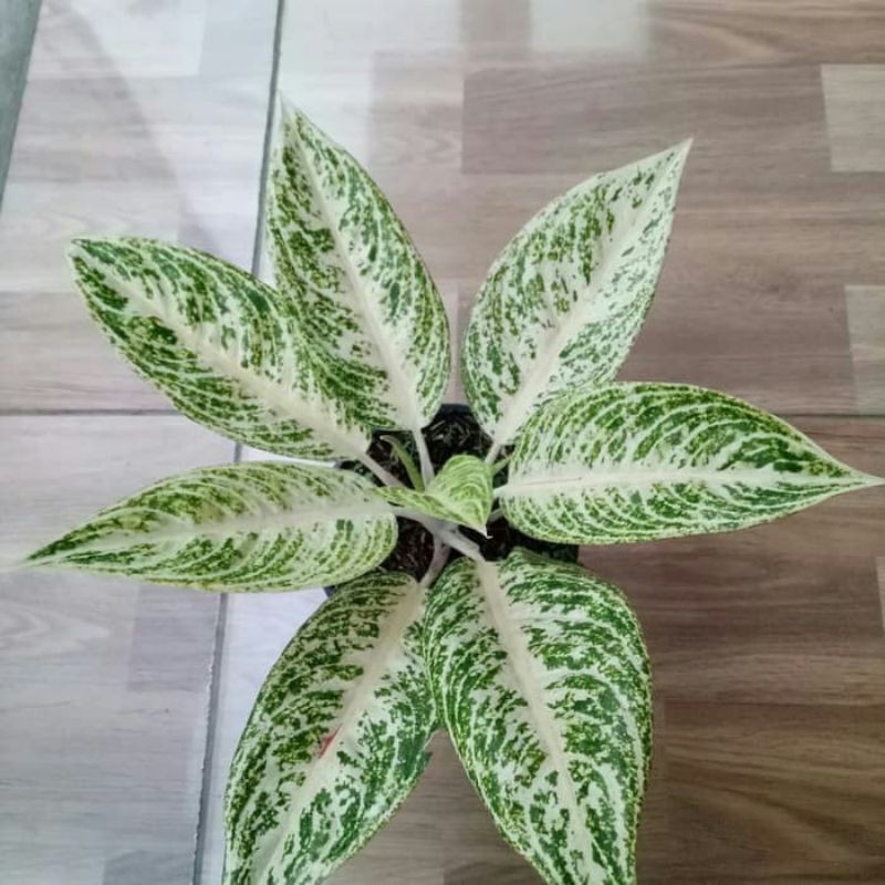 Tanaman hias pohon Aglonema legacy putih/aglonema white legacy