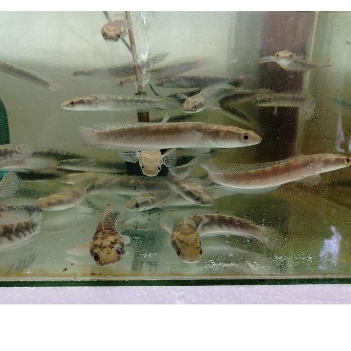 Limited - CHANNA MARU YS RED EYE | Garansi, Free Packing, dan Gratis Stiker