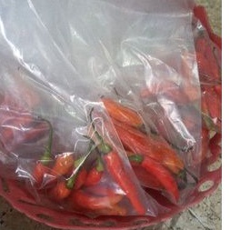 CABE RAWIT MERAH, CABE MERAH, CABE RAWIT HIJAU