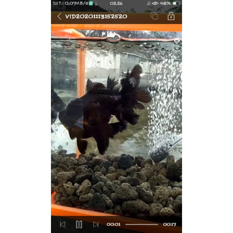 

black oranda jooossss