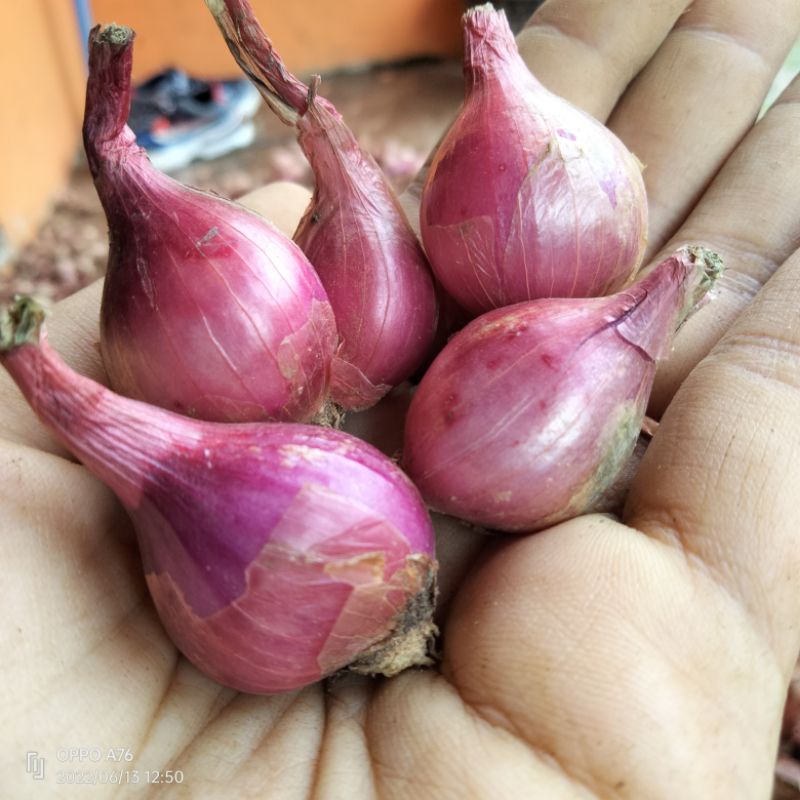 

Bawang Merah Gunung