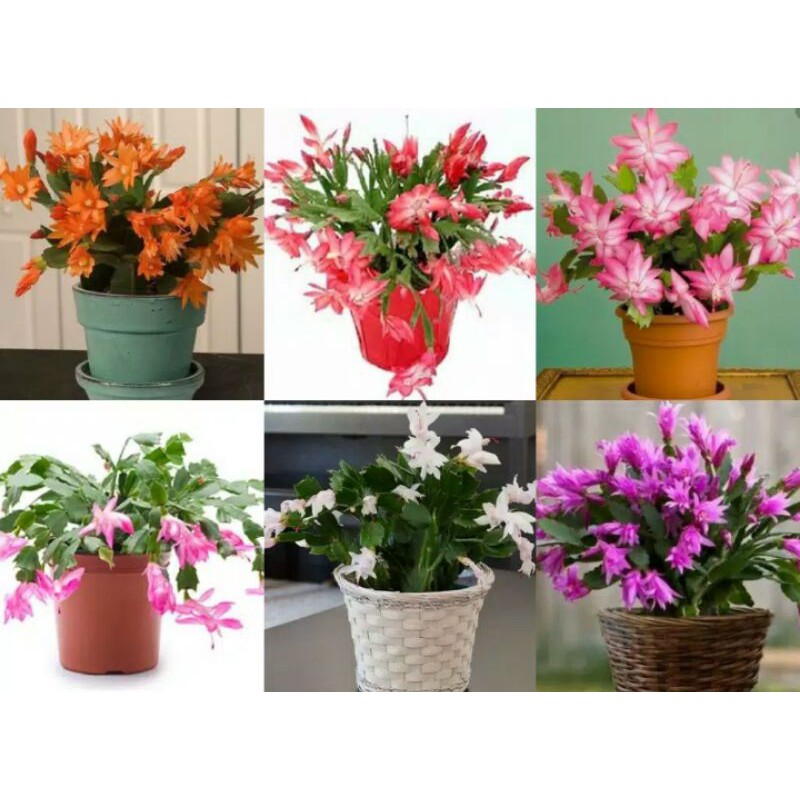 

wijaya kusuma kepiting