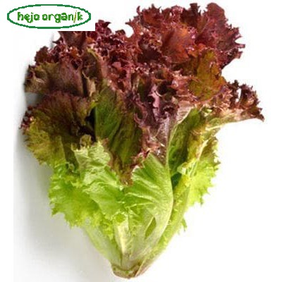 

LOLOROSA KERITING MERAH SLADA SALAD CURLY LETTUCE FRESH SAYUR ORGANIK SEGAR BANDUNG
