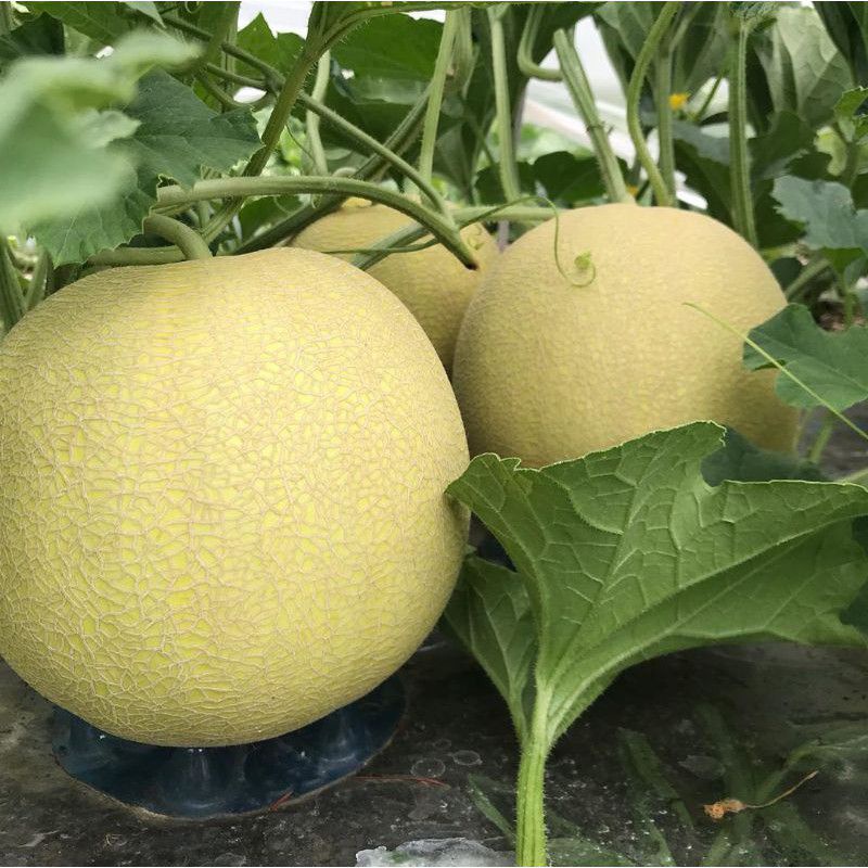 75+BIJI BENIH MELON PERTIWI